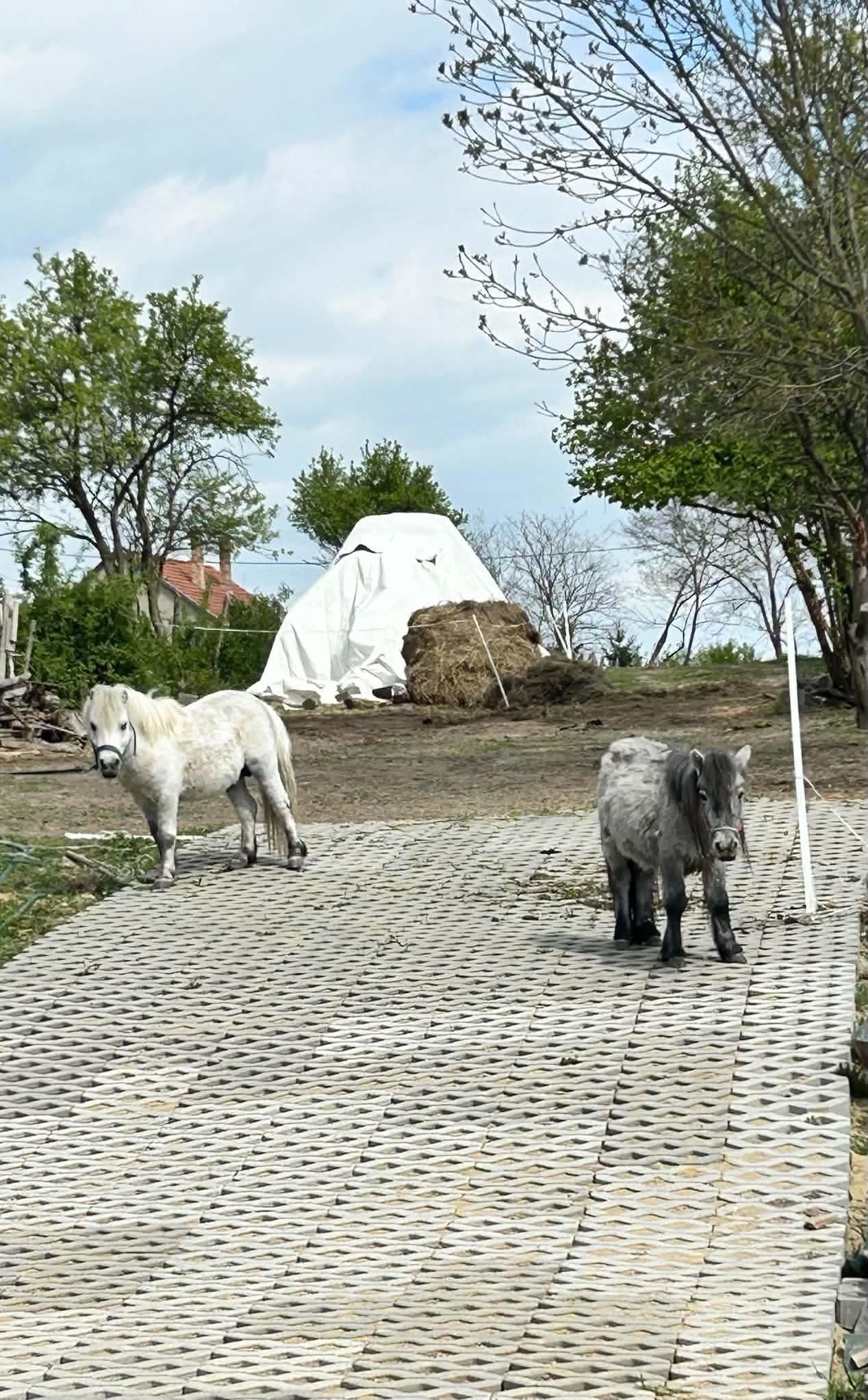Pajkos Póni
